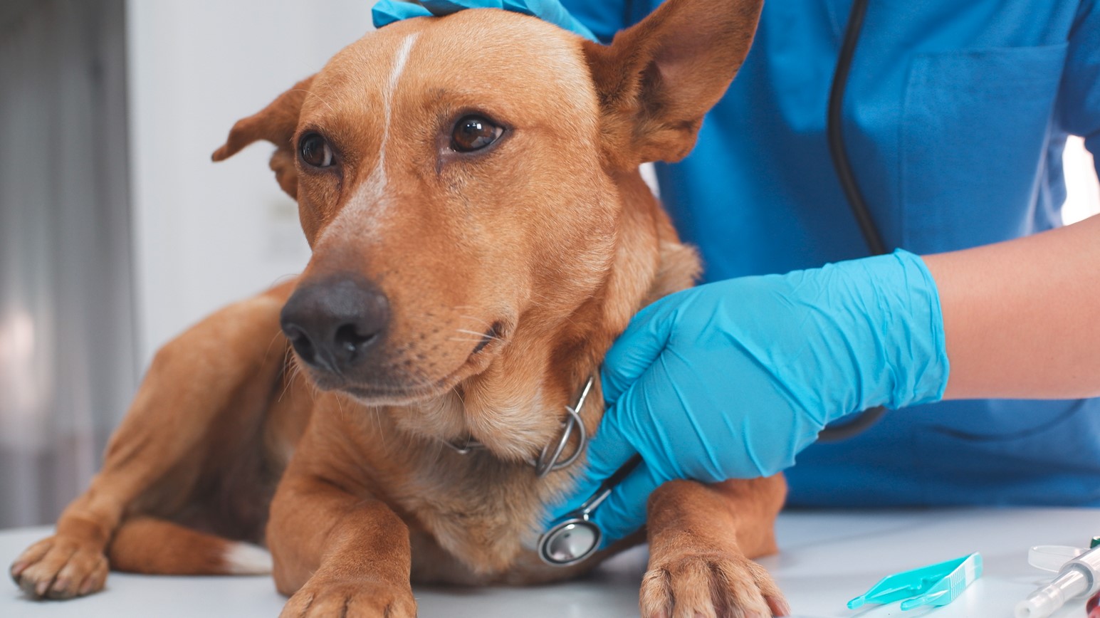 veterinar-pes